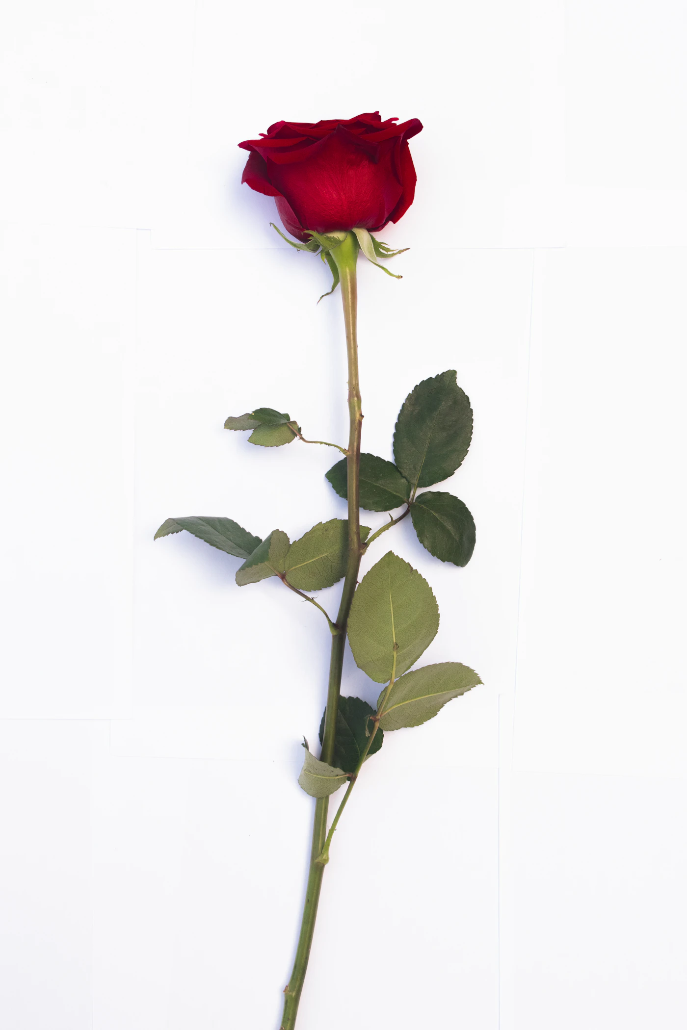 Red rose representing the 26th anniversary flower