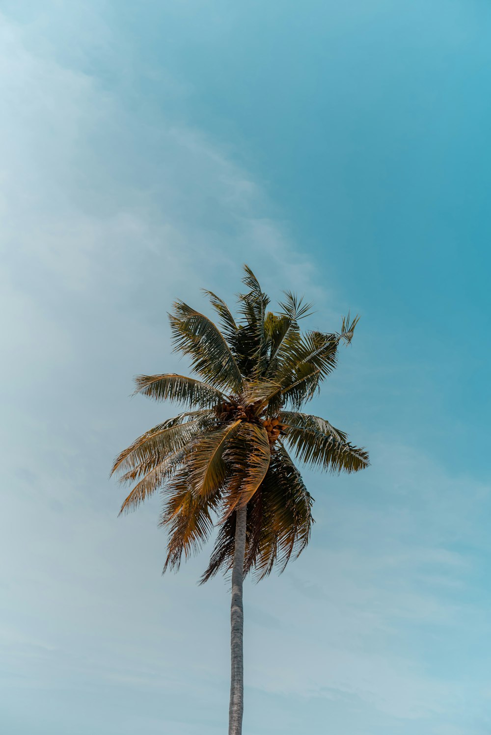 푸른 하늘 아래 녹색 코코넛 나무