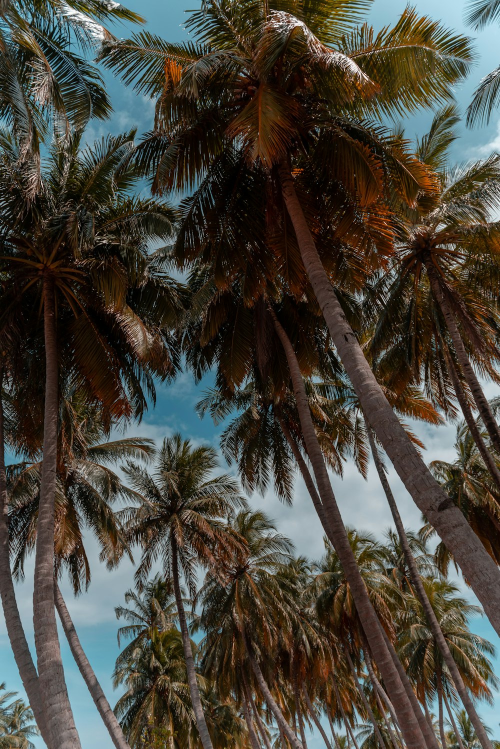 low angle photo of green coconut trees