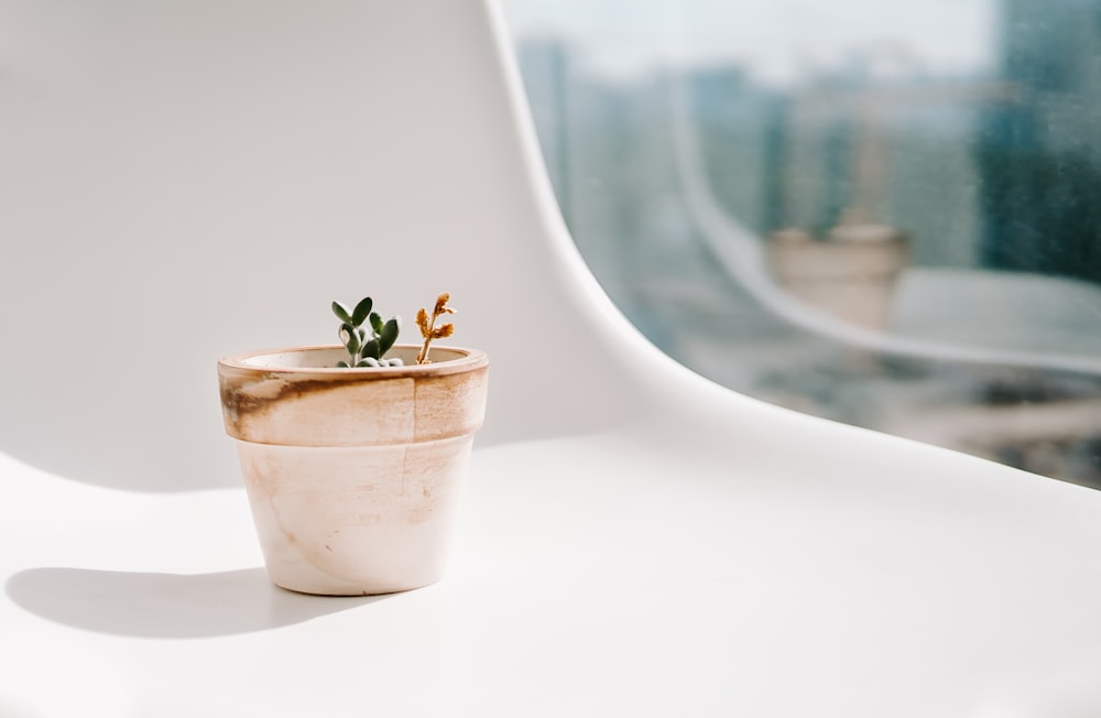 green leaf plant in pot by the window