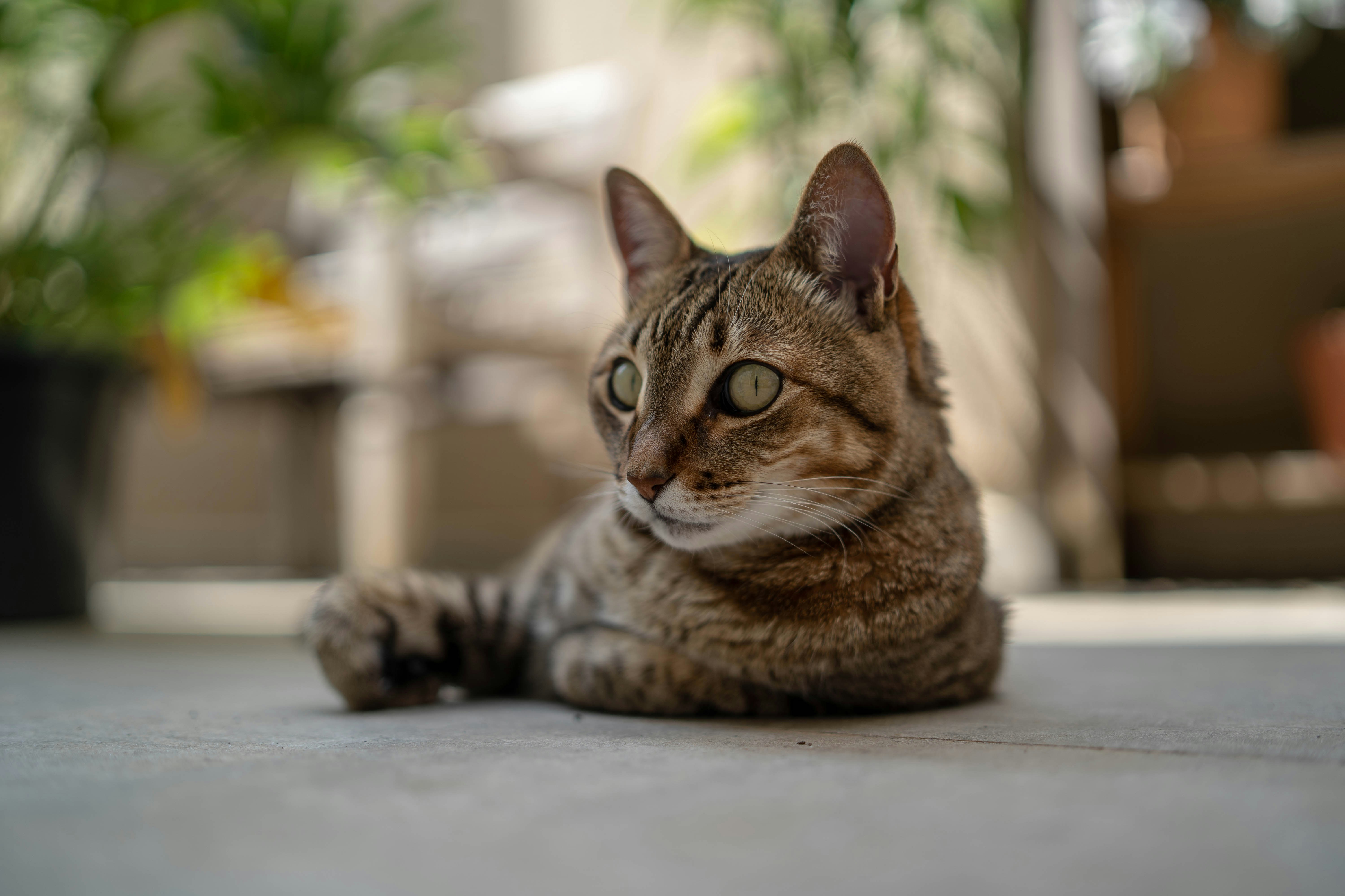 Photo by stratoprado