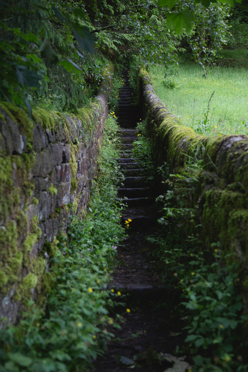 gray stair surrounded with green plants