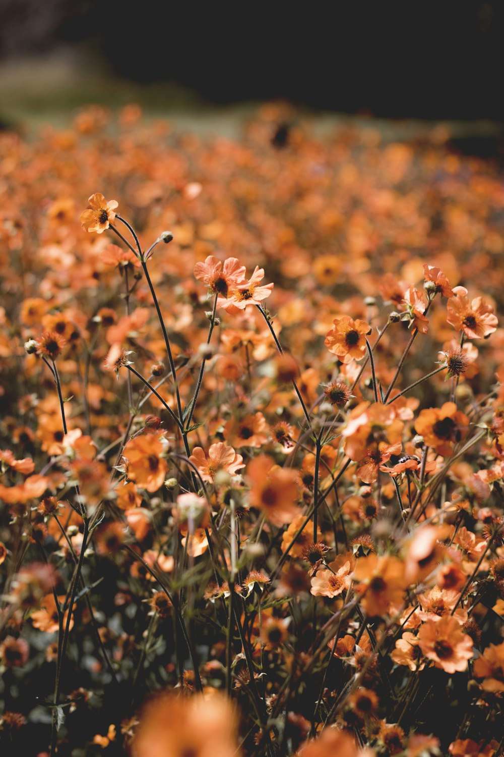 오렌지 꽃잎 꽃 선택적 초점 사진