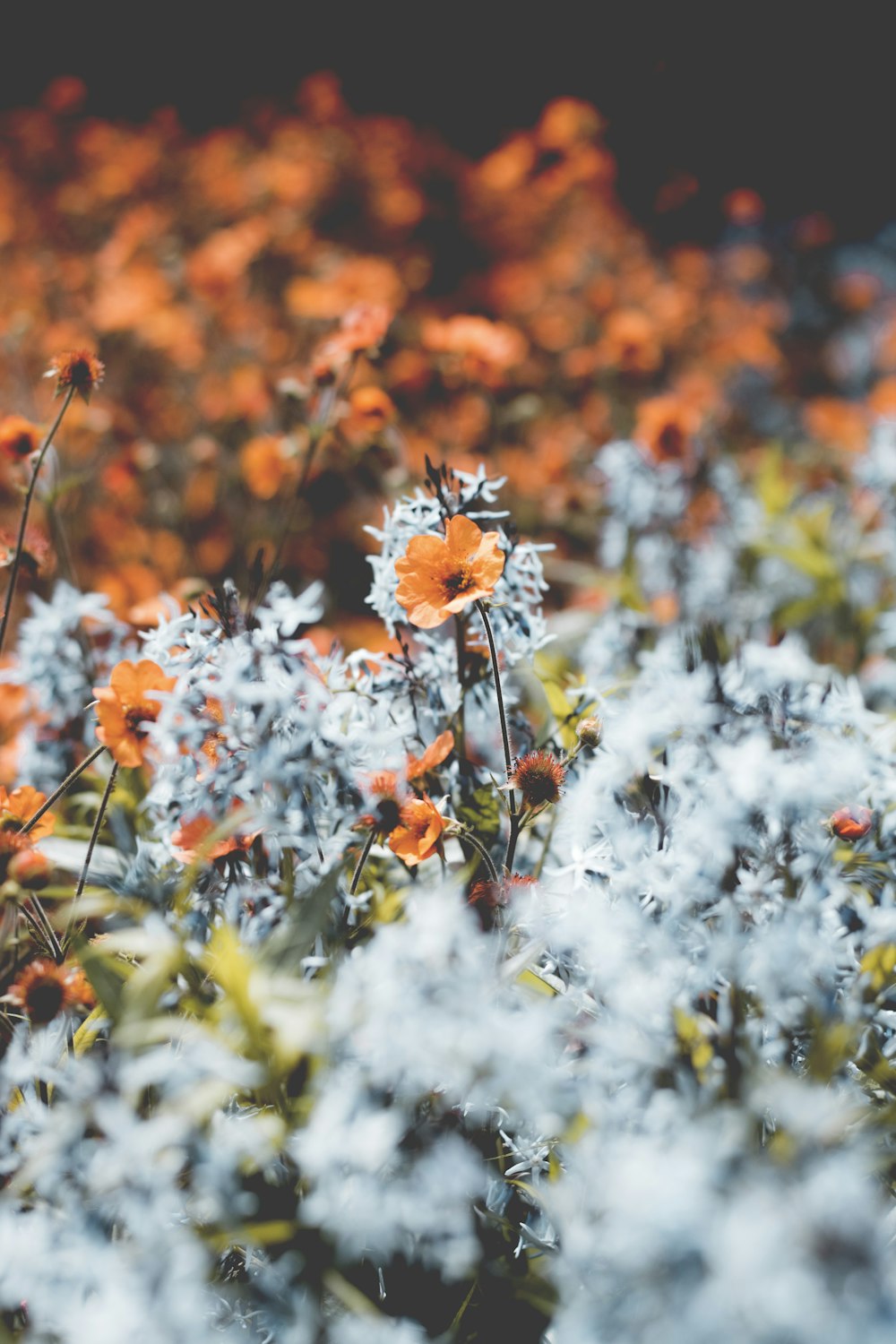 closeup photography of orange-petaled flower