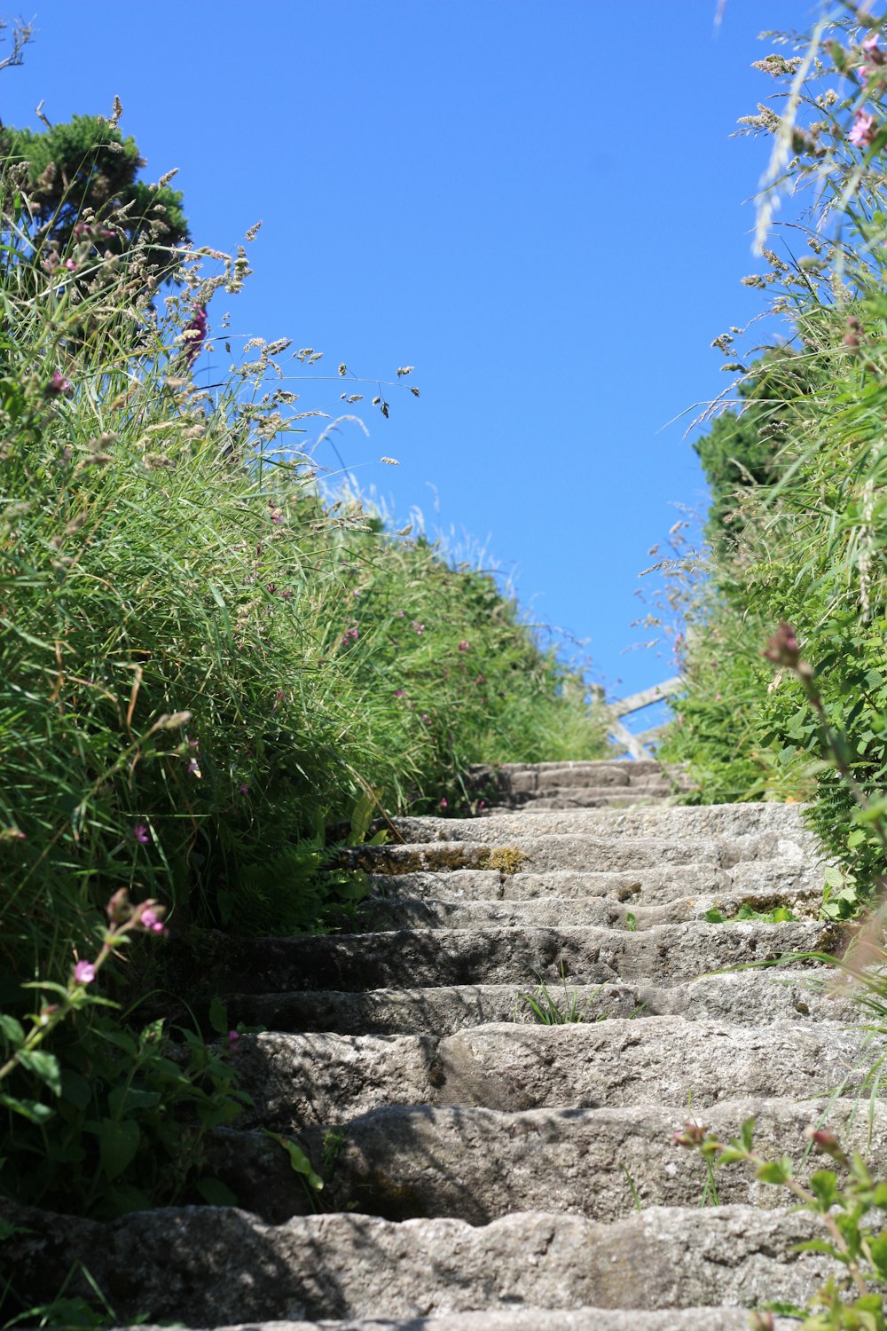 gray concrete stairs between green grass