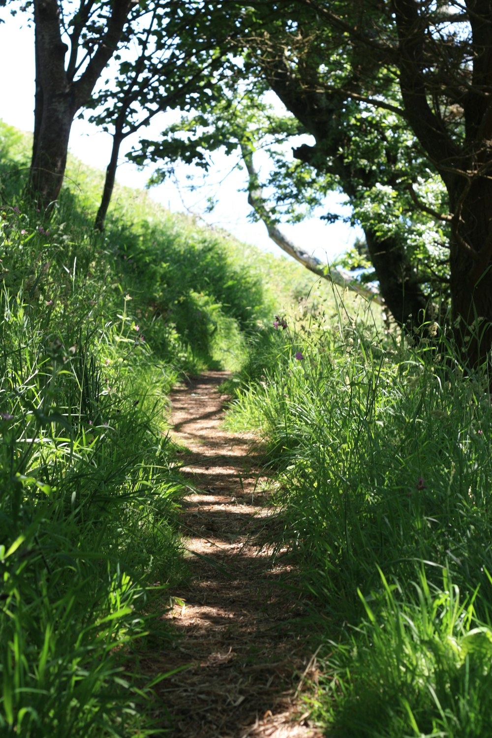 walkway between green grass at daytime