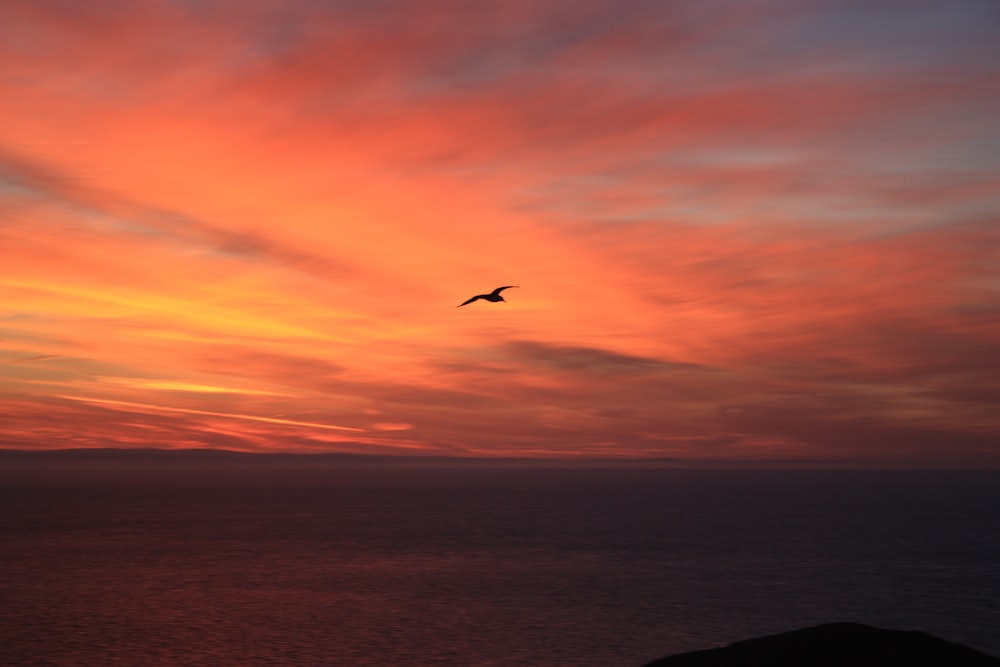 bird flying during golden hour at the beach