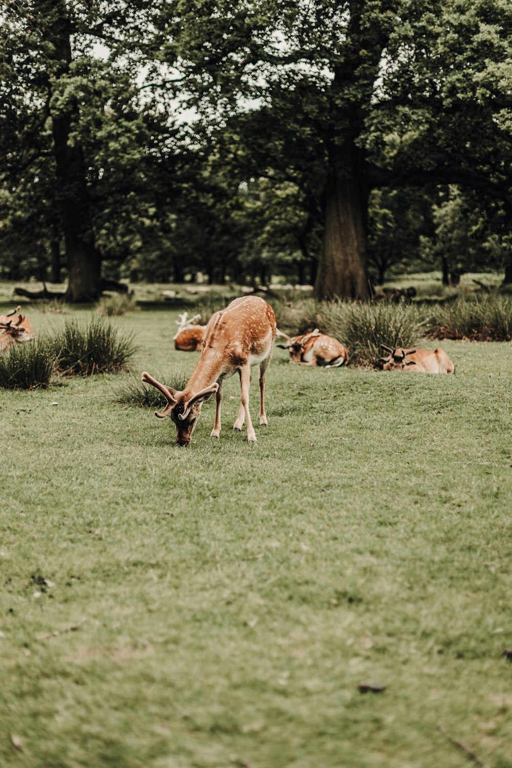 brown deer eating grass