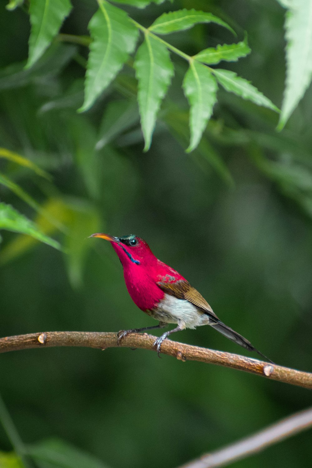 shallow focus photo of red bird on tree branch