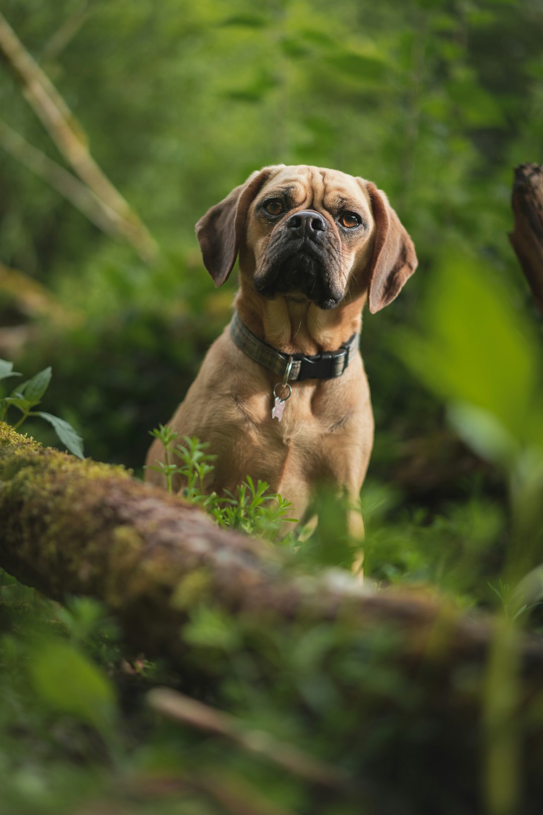 selective focus photography of short-coated tan dog during daytime