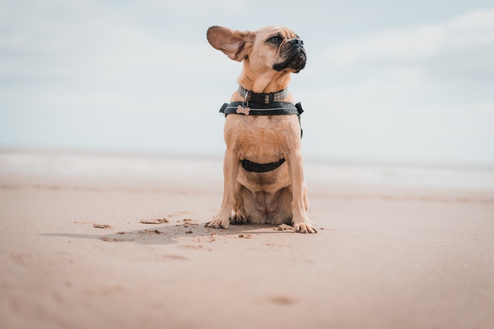 海岸に座っている茶色のショートコートの犬