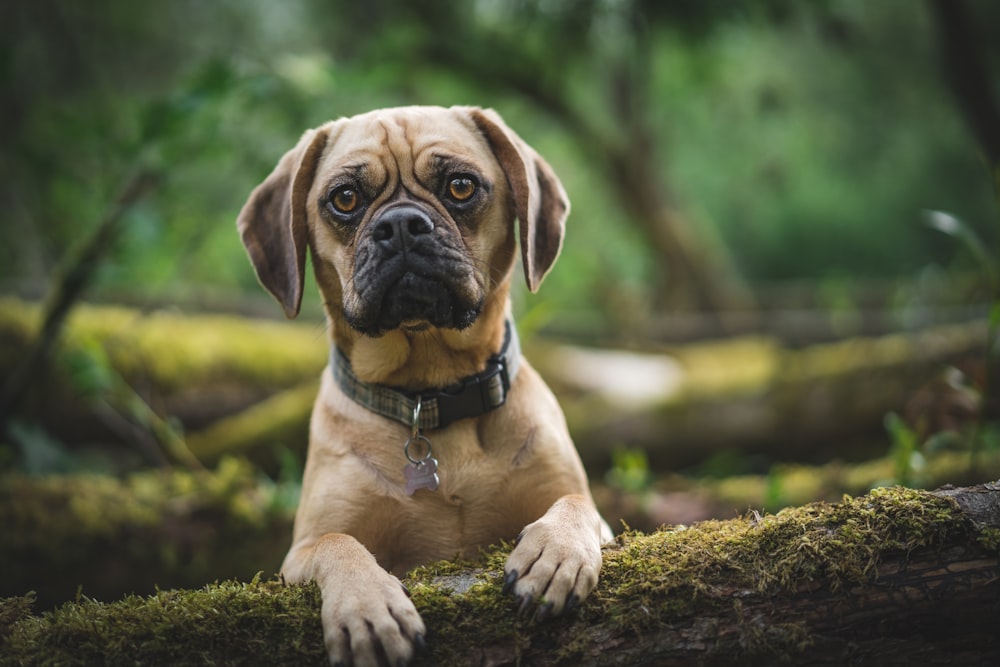 brown dog