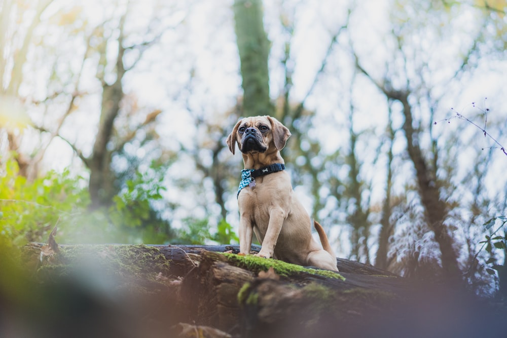 brown dog on log