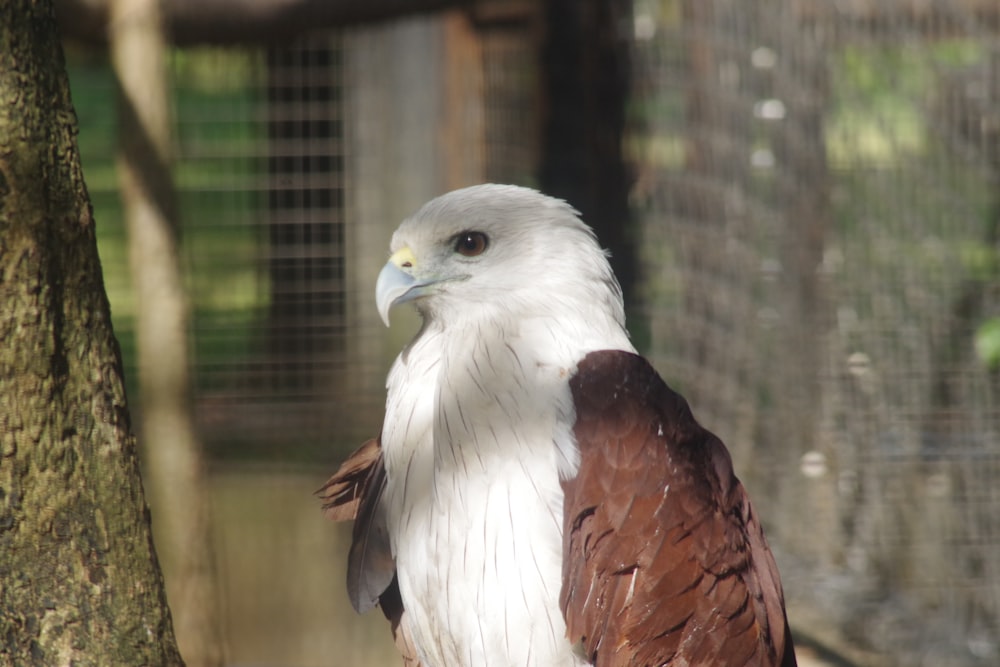 selective focus photography of brown and white eagle