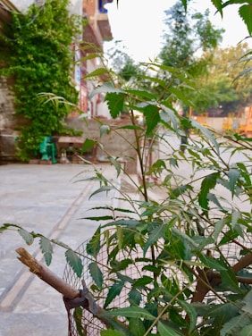 A close-up of a young neem tree with vibrant green leaves, surrounded by a wire mesh for protection. In the background, there are buildings with brick walls partially covered in greenery, and a small sidewalk area. The early morning or late afternoon light creates a calm ambiance.
