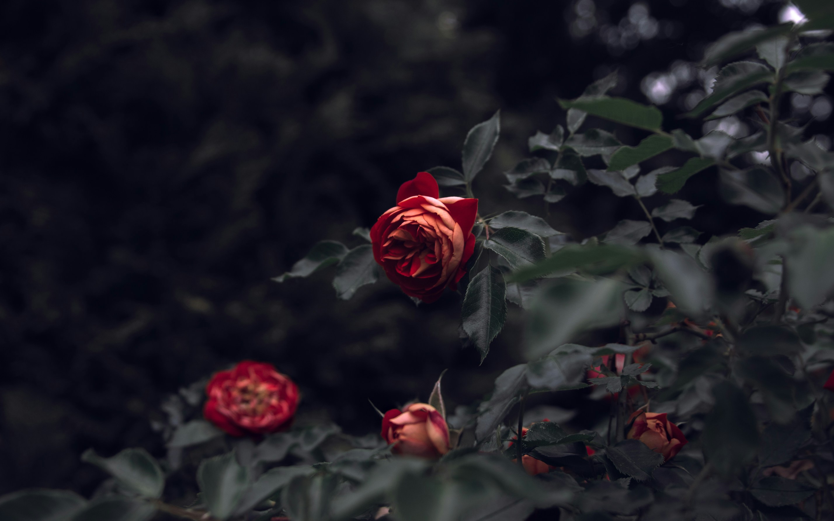 Photo by kirillpershin