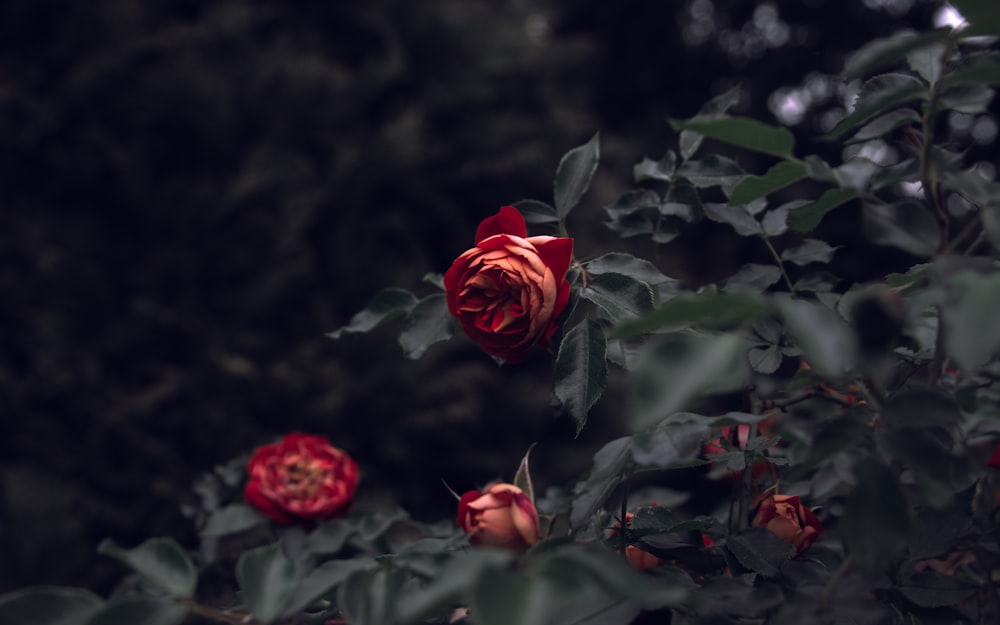 fotografia de foco seletivo de flores rosas vermelhas