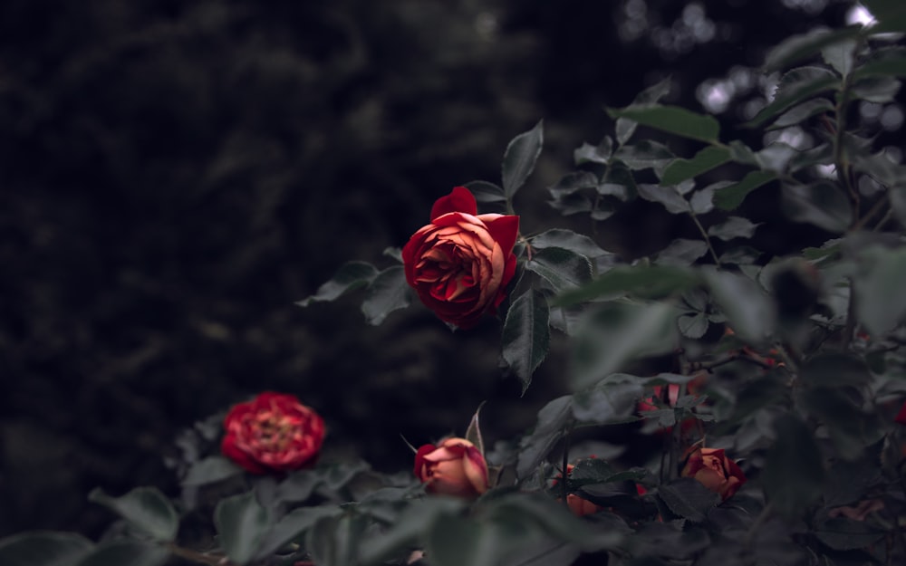 Fotografia a fuoco selettiva di fiori di rose rosse
