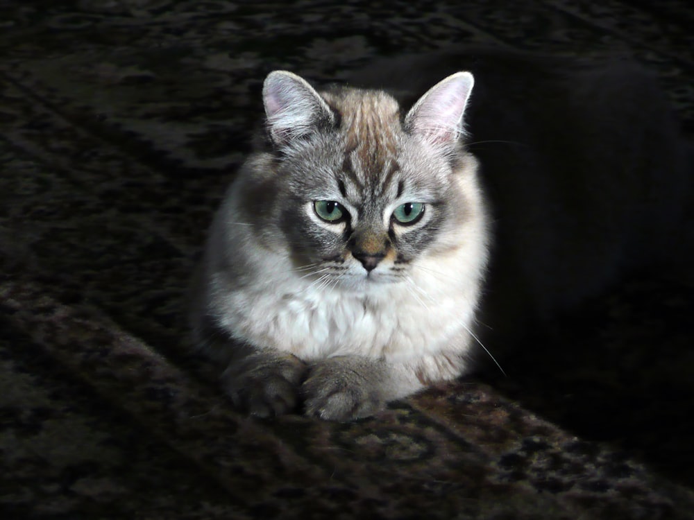 selective focus photography of Bombay cat