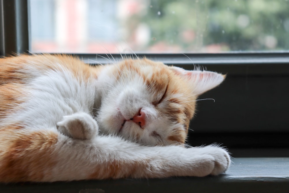 gatto arancione e bianco che dorme vicino alla finestra