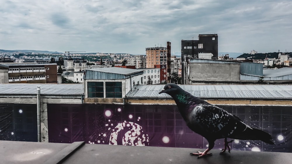 black pigeon on building