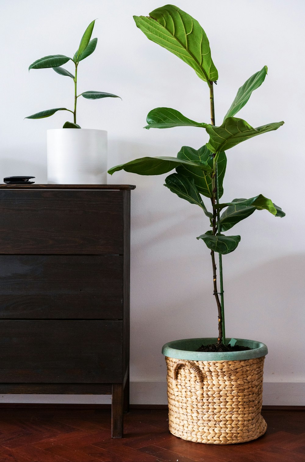 green indoor plants beside black wooden side table