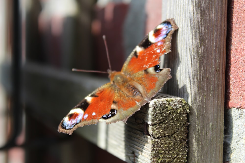 shallow focus photo of orange and brown butterfly