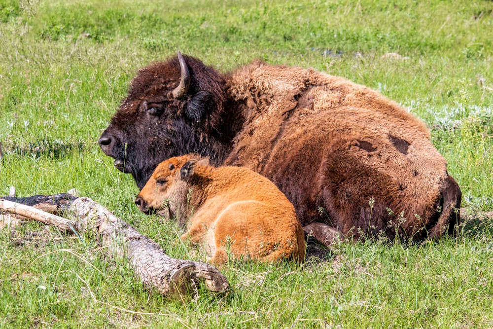 two brown animals lying on green grass