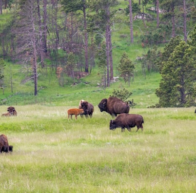 herd of bison on grass field