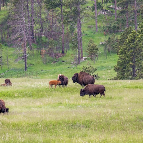 herd of bison on grass field