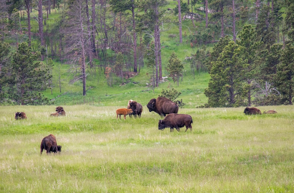 herd of bison on grass field