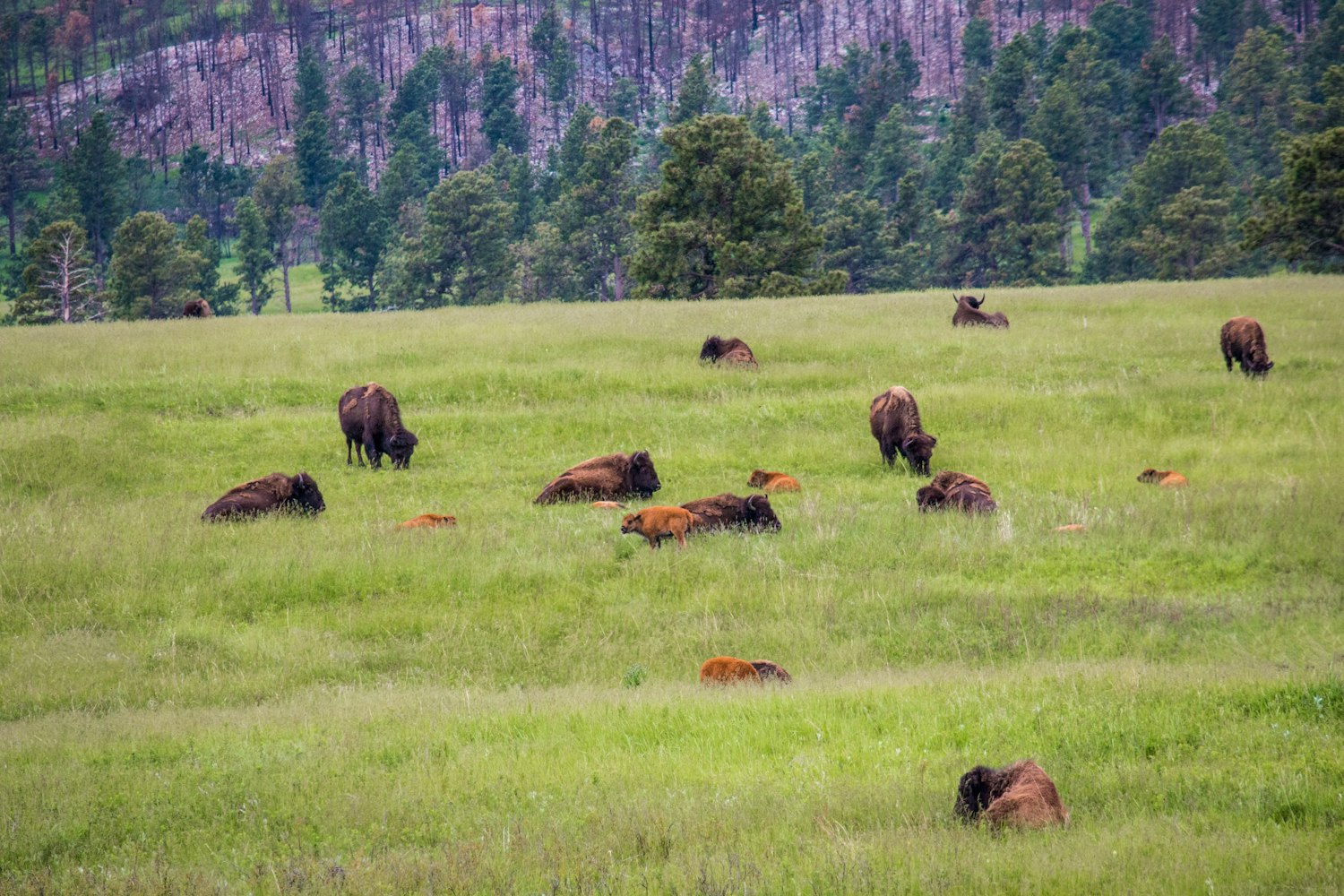 Bison Herd To Be Culled On North Rim Of Grand Canyon National Park