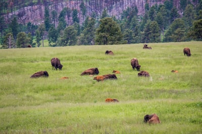 herd of cattles at field during daytime south dakota google meet background