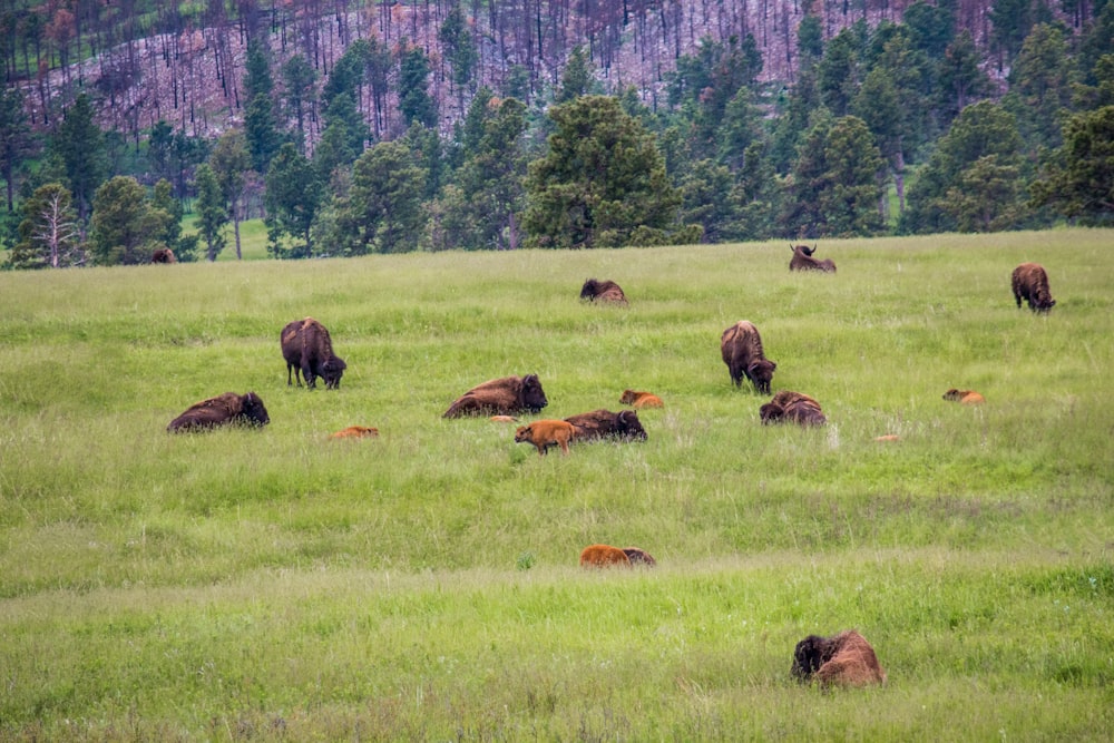 herd of cattles at field during daytime