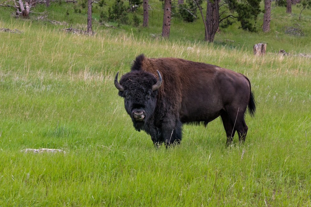 bisão em pé no campo de grama