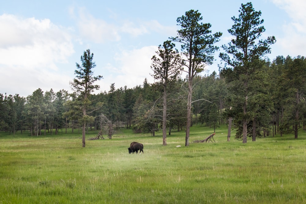 black animal eating grass during daytime