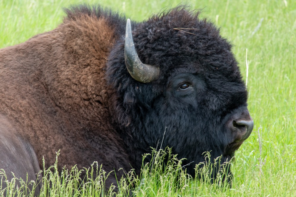 selective focus photography of brown and black ox during daytime