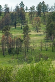 A lush, green landscape with a variety of trees on a gentle hill. The trees show signs of regrowth, with a mix of fresh green foliage and some with darker, possibly burnt trunks. A few patches of dry grass are visible among the fresh green grass.
