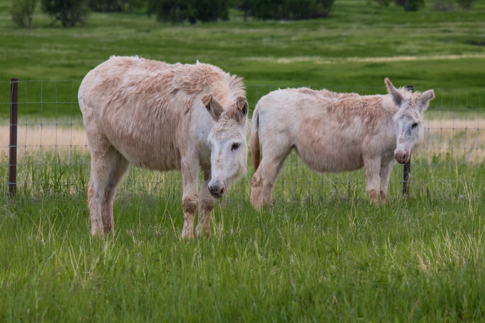 two white-and-brown horses on green grass field during daytime