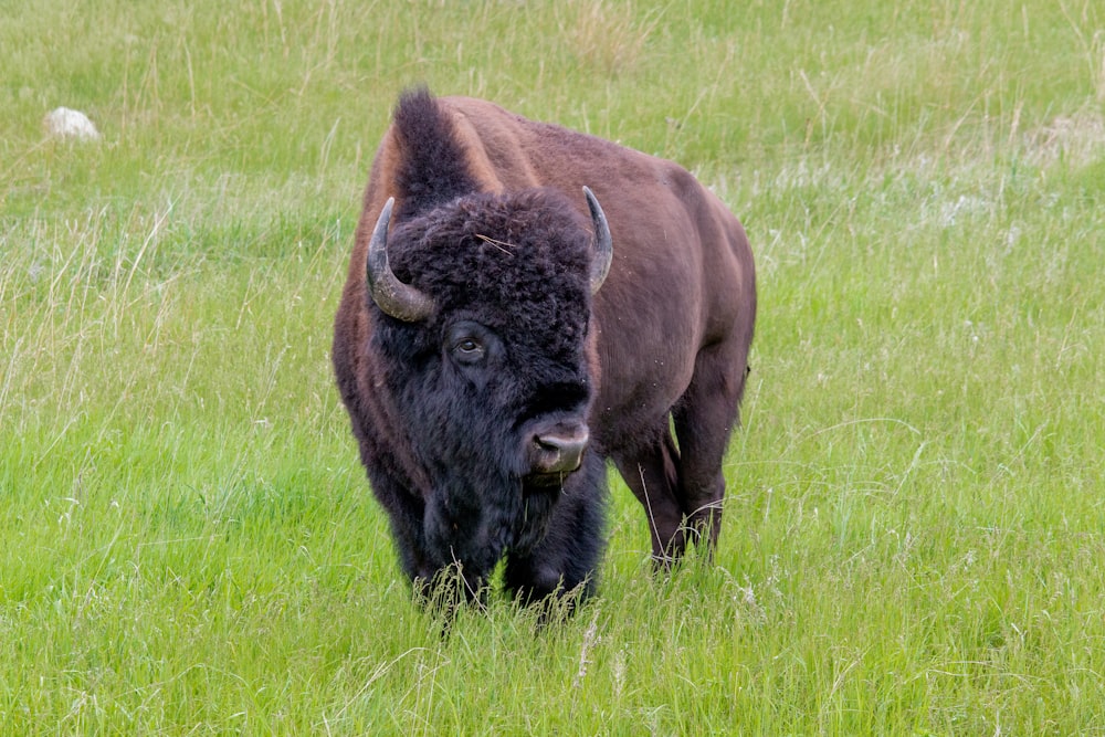 brown bison on green grass field