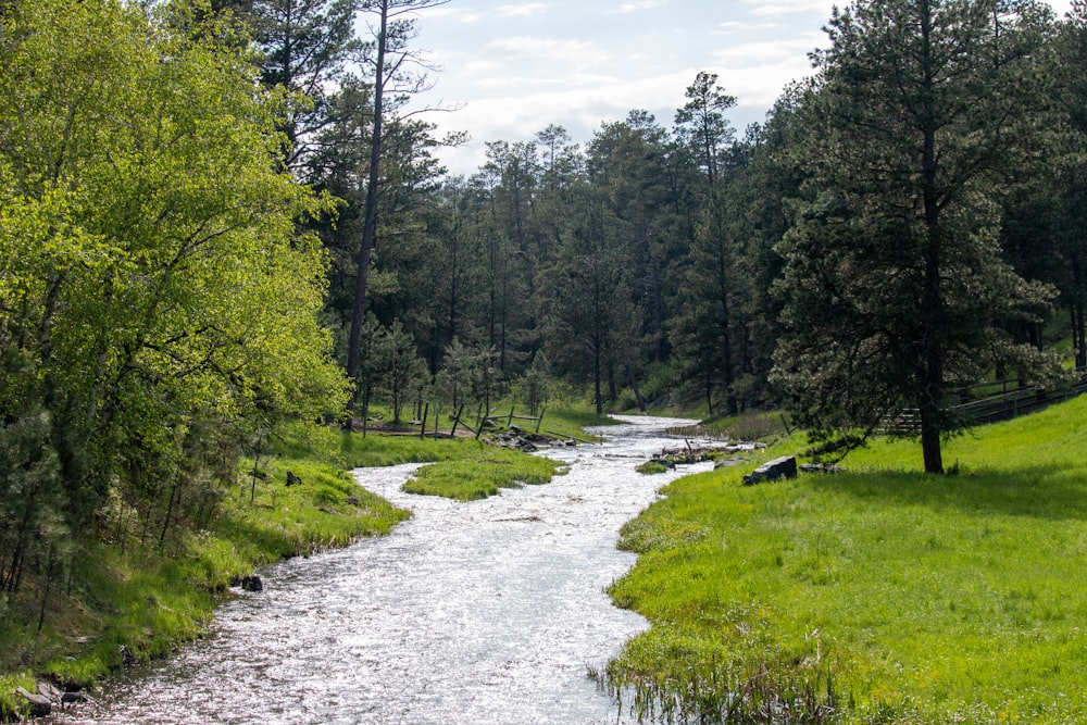 fiume tra alberi verdi durante il giorno