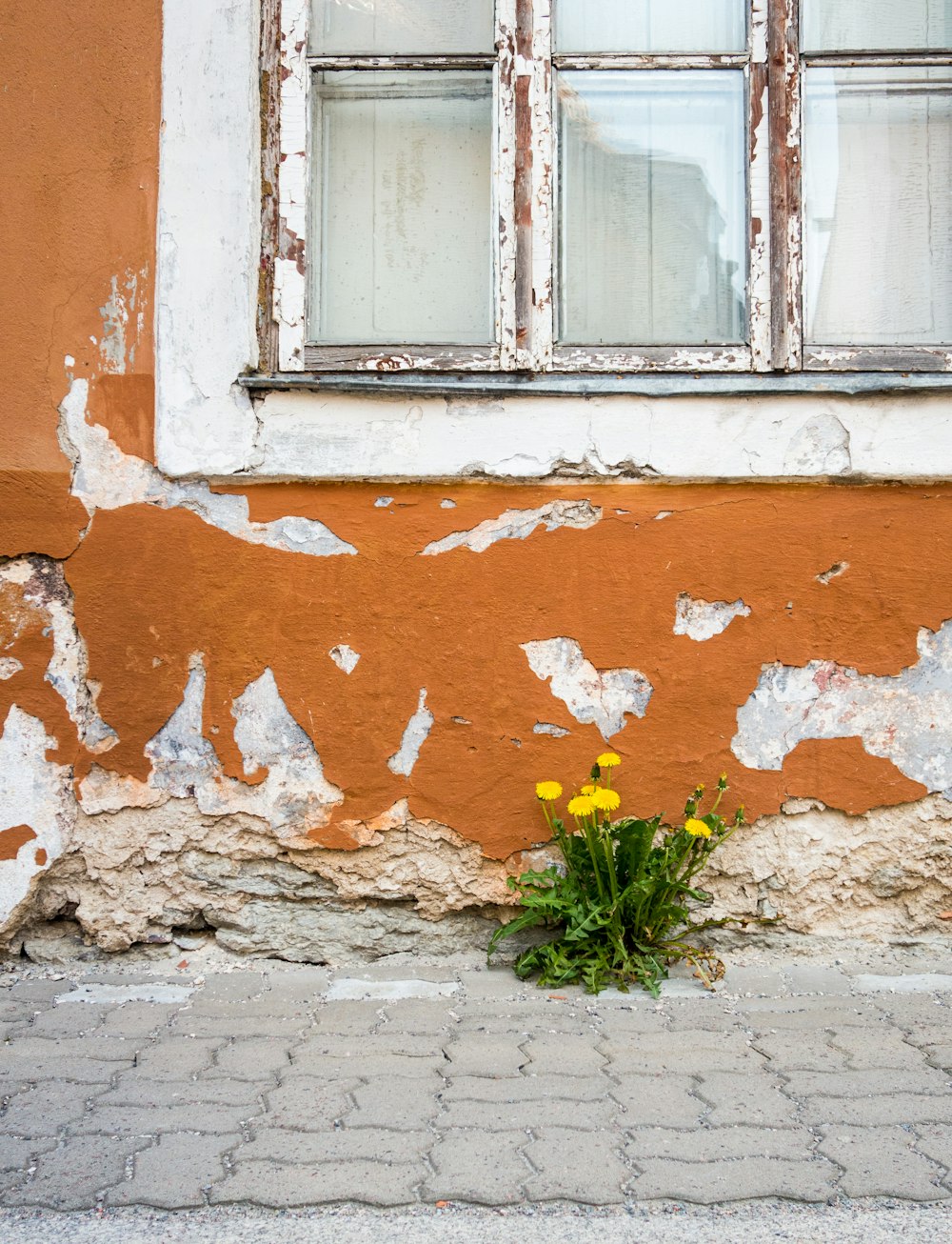 yellow flowers beside wall