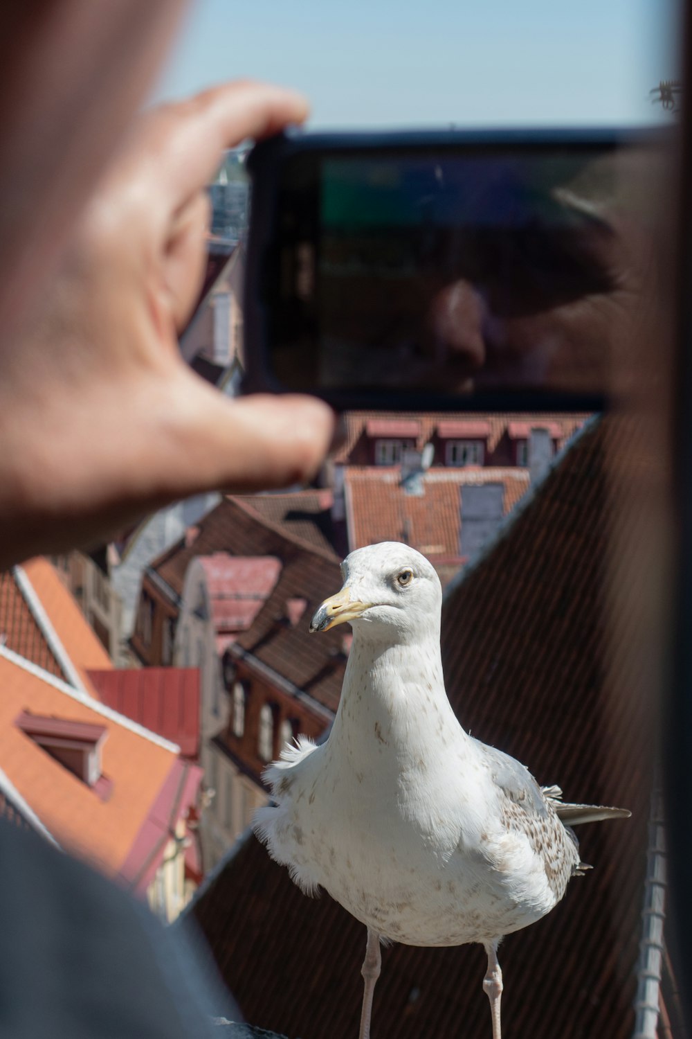 person taking picture of white seagull