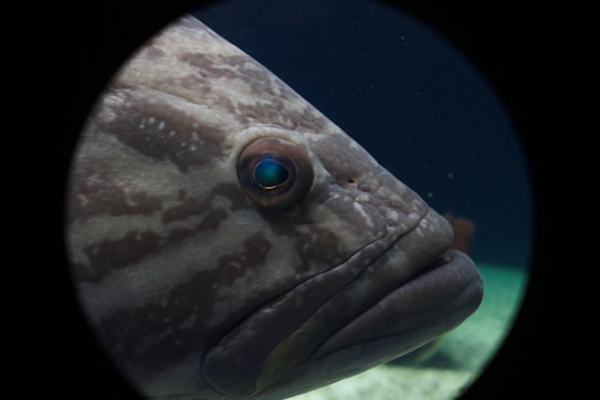 A close-up view of a large fish with a speckled pattern on its skin, prominently featuring a round eye with a blue and yellow tint. The background is a deep blue, resembling the ocean depths, with a soft gradient of lighter colors at the bottom.