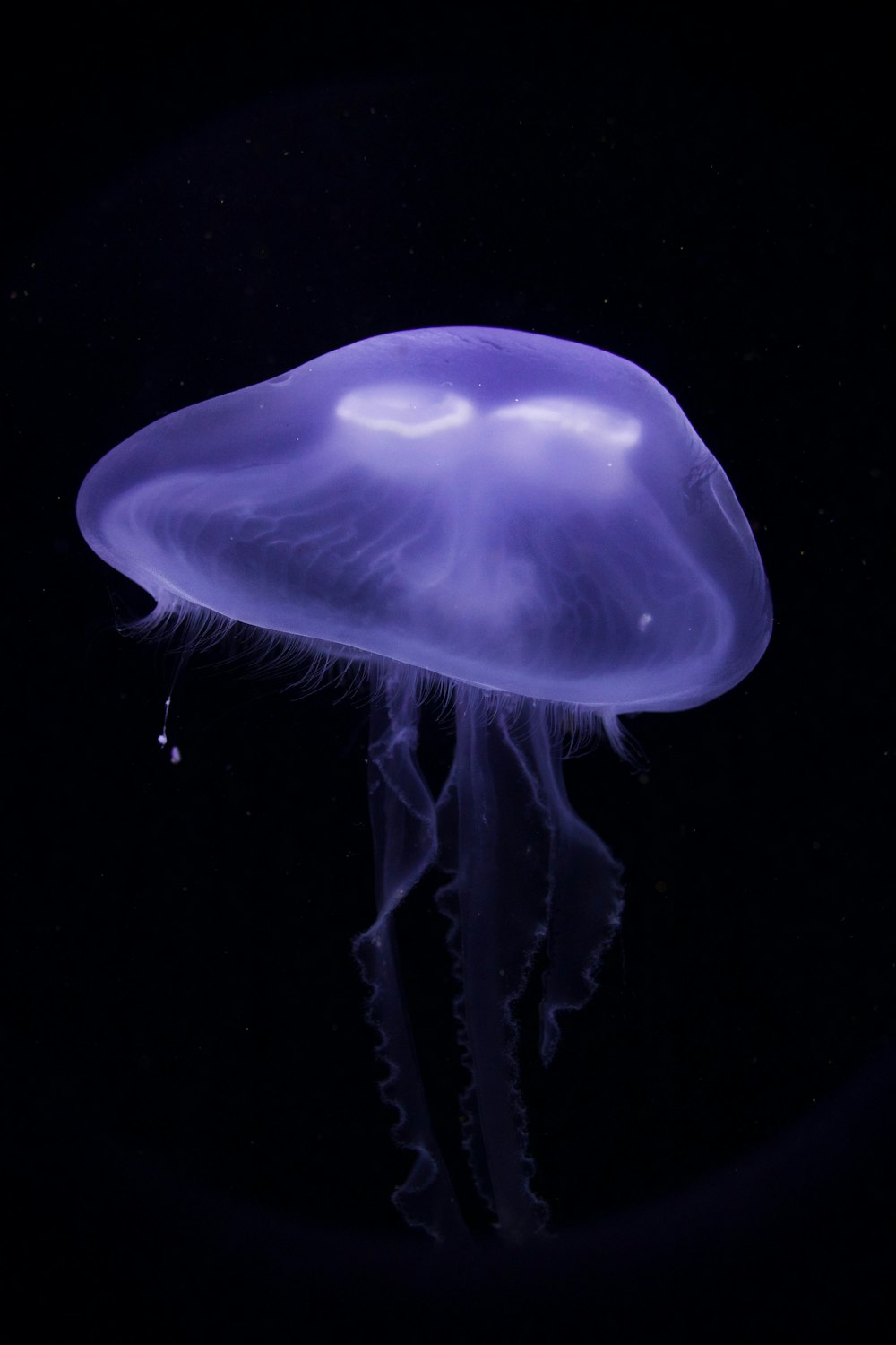 purple jellyfish