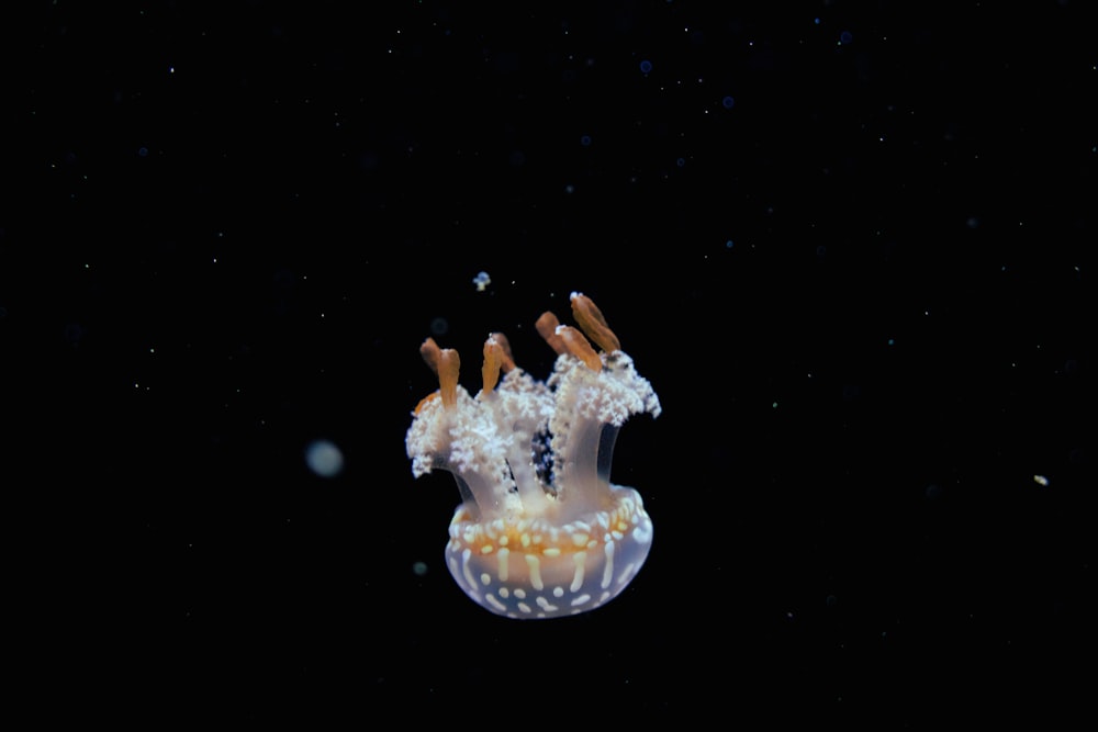 white and brown jellyfish