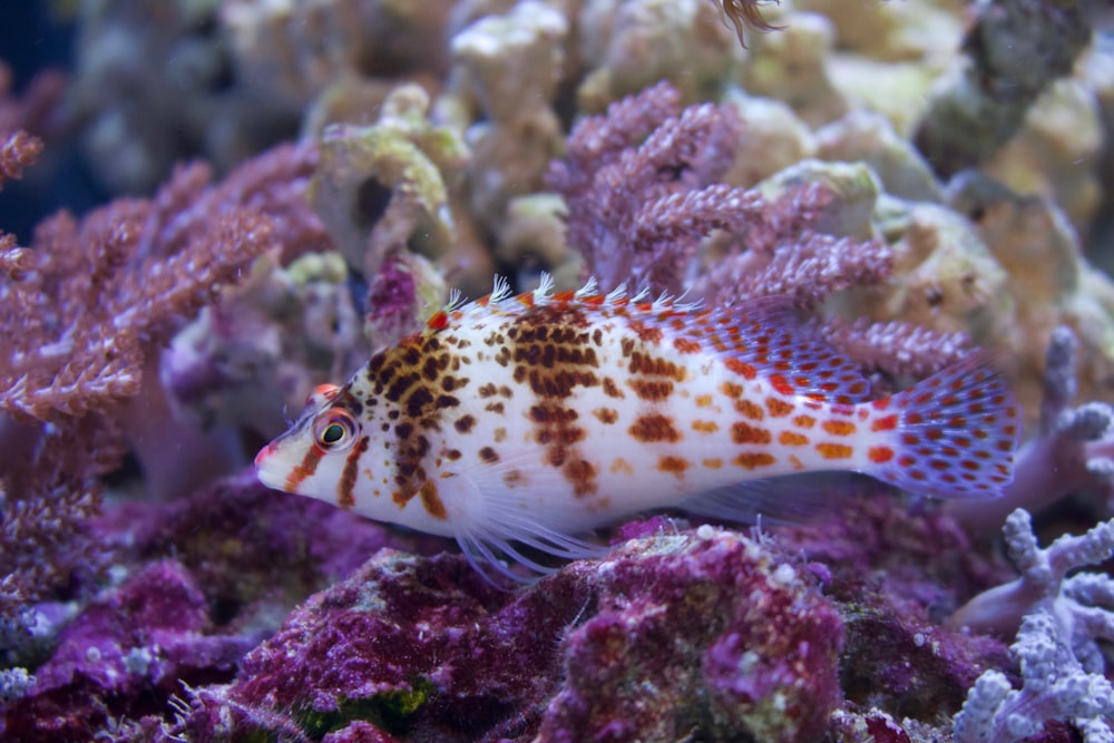 white and brown fish