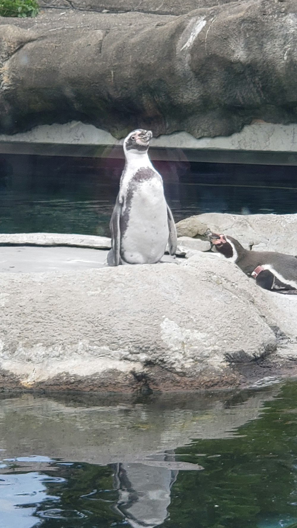 Pinguin steht auf einem Felsen, der von Wasser umgeben ist