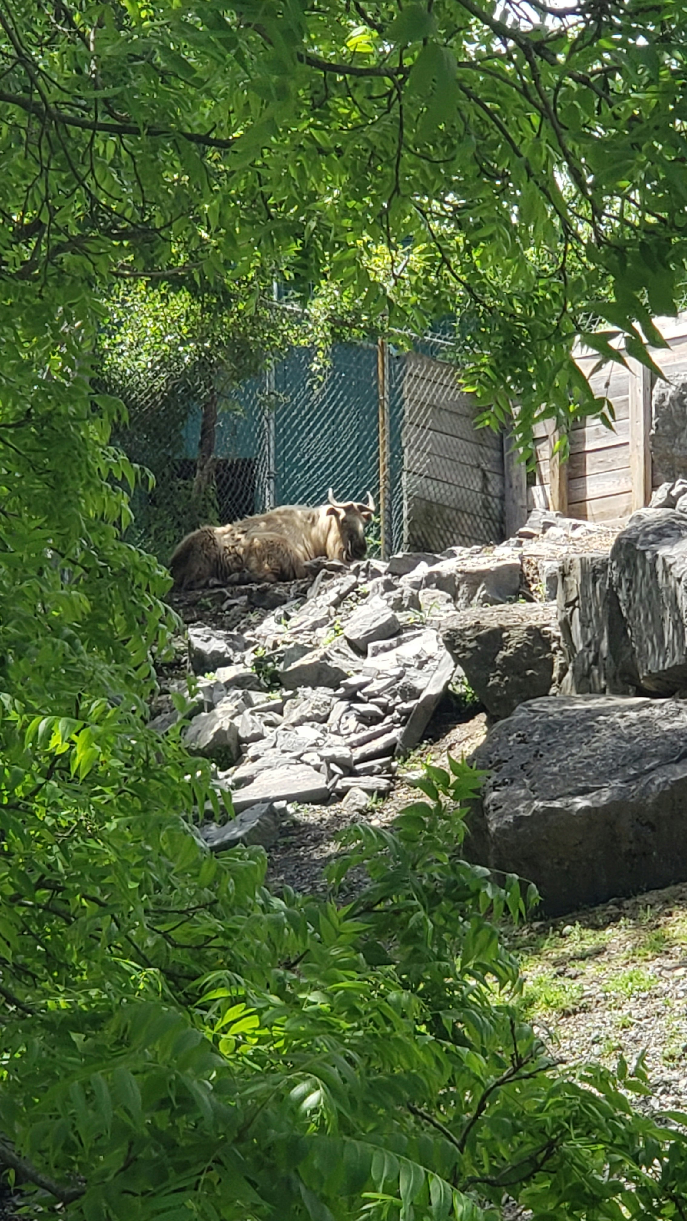 Die einzigartige Tierwelt des tibetischen Hochlands