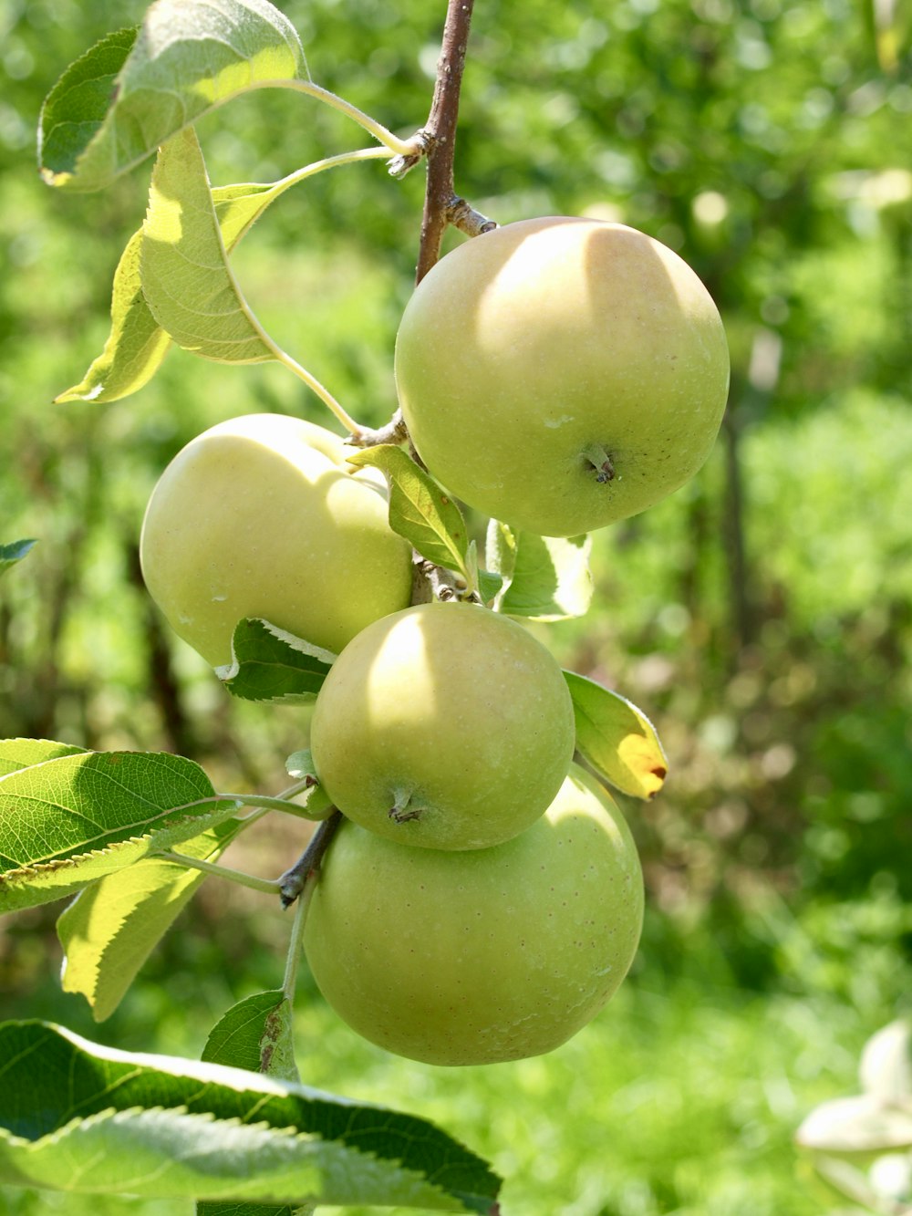 runde grüne Früchte